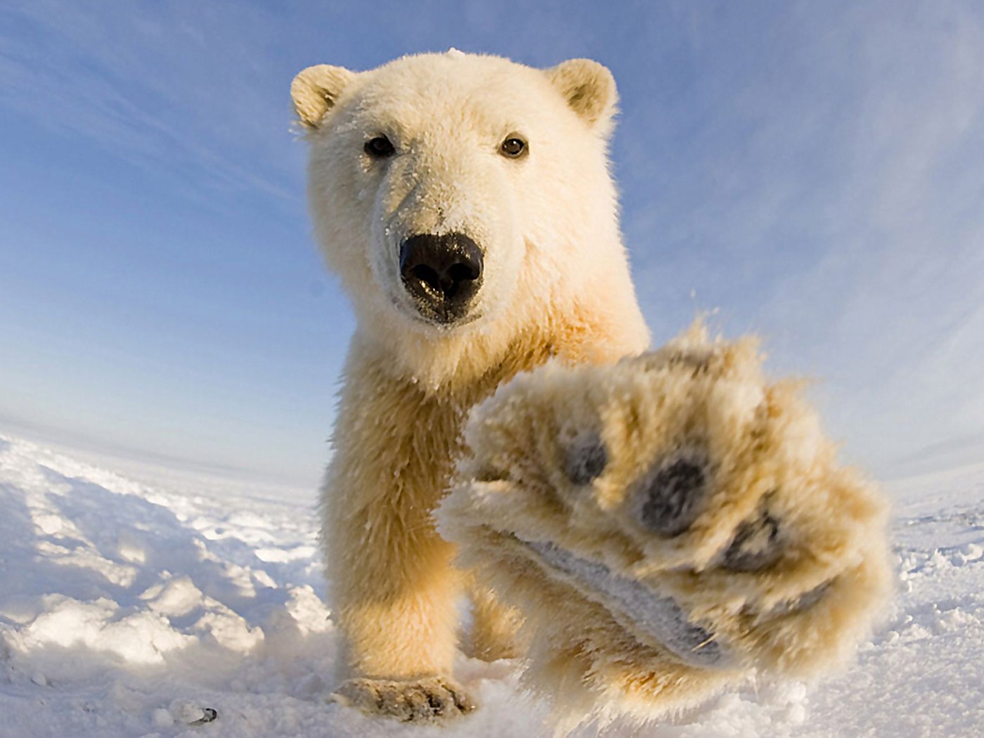Международный день белого медведя - Экологическая электронная библиотека